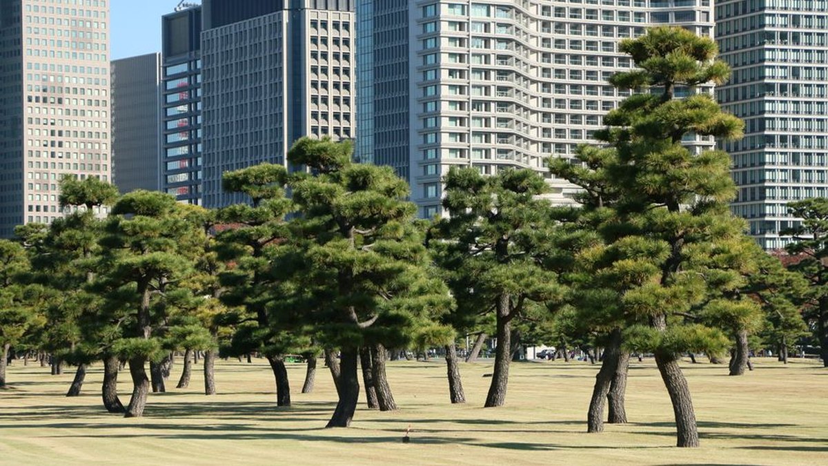 Pine trees in a Tokyo park set against a backdrop of skyscrapers on a sunny day.