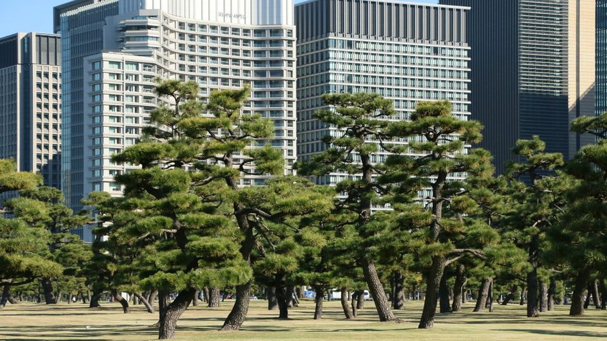 Skyscrapers and pine trees in an urban park, showcasing Tokyo's blend of modernity and nature.