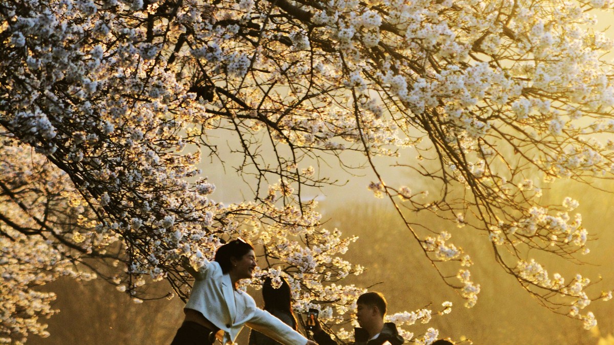 A family enjoying cherry blossoms in Osaka, Japan